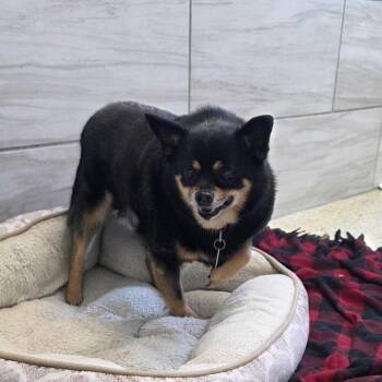 Little Roscoe -  Chihuahua Dog for Adoption in Muncie, Indiana - Little Roscoe | PetCurious