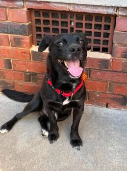 Bean -  Terrier Dog for Adoption in Arlington, Virginia - Bean | PetCurious