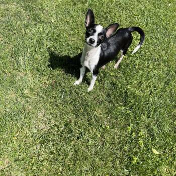 Meme -  Chihuahua and Boston Terrier Dog for Adoption in Winter, Wisconsin - Meme | PetCurious