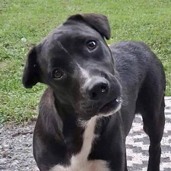 Rescue Patterdale Terrier Fell Terrier and Labrador Retriever Dogs for Adoption in Ooltewah, Tennessee - Riggs | PetCurious
