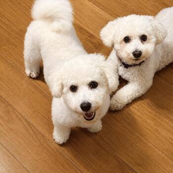 Trinket -  Bichon Frise Dog for Adoption in Sinking Spring, Pennsylvania - Trinket | PetCurious