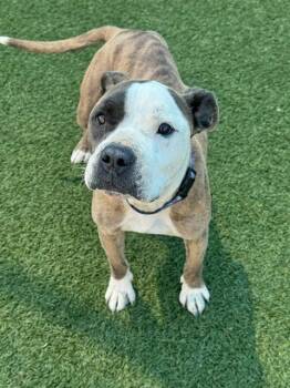 Mixed Breed Dogs Available for Adoption - MERALINE | PetCurious