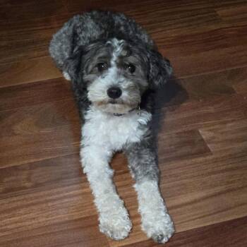 Jimmy -  Australian Shepherd and Poodle Dog for Adoption in Hillsborough, North Carolina - Jimmy | PetCurious