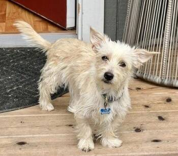 Buffy -  West Highland White Terrier Westie and Chihuahua Dog for Adoption in Seattle, Washington - Buffy | PetCurious