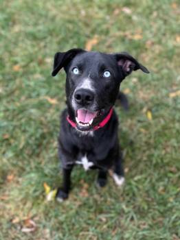Rescue Mixed Breed Dogs for Adoption in Taycheedah, Wisconsin - Marilyn | PetCurious