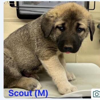 Caucasian Sheepdog Caucasian Ovtcharka and Great Pyrenees Dogs Available for Adoption in Otisfield, Maine - Scout | PetCurious