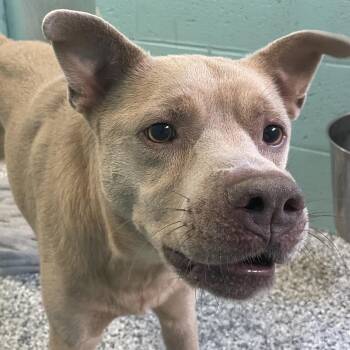 Rodney -  Mixed Breed Dog for Adoption in Port Charlotte, Florida - Rodney | PetCurious