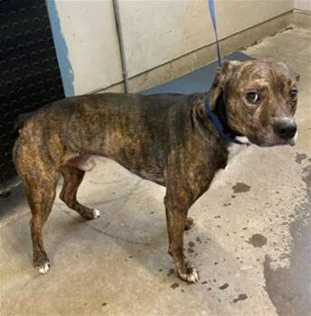 Pit Bull Terrier Dogs Available for Adoption in Camarillo, California - A880838 | PetCurious
