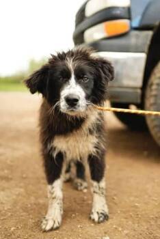 Jeff -  Shepherd and Mixed Breed Dog for Adoption in Calgary, Alberta - Jeff | PetCurious
