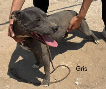 Rescue Pit Bull Terrier and Patterdale Terrier Fell Terrier Dogs for Adoption in Fallbrook, California - Griselda | PetCurious