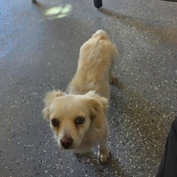 Latte -  Pekingese and Mixed Breed Dog for Adoption in Midland, Texas - Latte | PetCurious