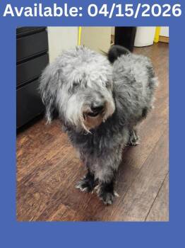 Poodle and Mixed Breed Dogs Available for Adoption - Dog Kennel #33 Lyric | PetCurious