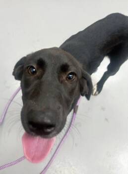 Ralph (The Honeymooners x2) -  Labrador Retriever Dog Available for Adoption in Hartsville, South Carolina - Ralph (The Honeymooners X2) | PetCurious