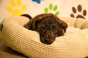 Great Pyrenees Dogs Available for Adoption in Brooklyn Center, Minnesota - Kyla | PetCurious