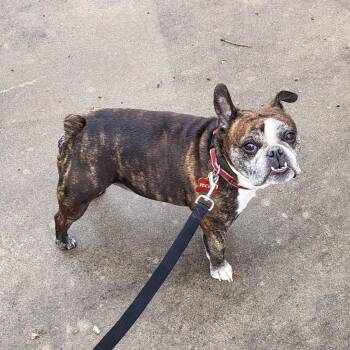 Boston Terrier and English Bulldog Dogs Available for Adoption - Tucker In MO | PetCurious