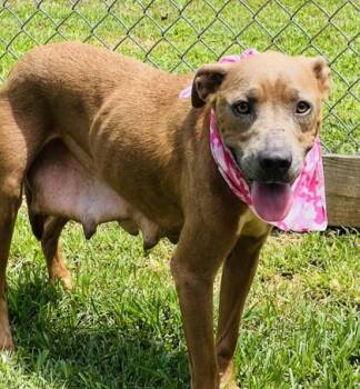 Giraffe $25 -  Pit Bull Terrier and Mixed Breed Dog for Adoption in Seneca, South Carolina - Giraffe $25 | PetCurious
