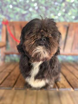 Shih Tzu Dogs Available for Adoption in Wayne, New Jersey - Kate Spade | PetCurious