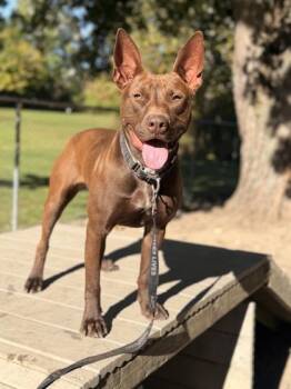 Tiana -  Pit Bull Terrier Dog for Adoption in Batavia, Ohio - Tiana | PetCurious