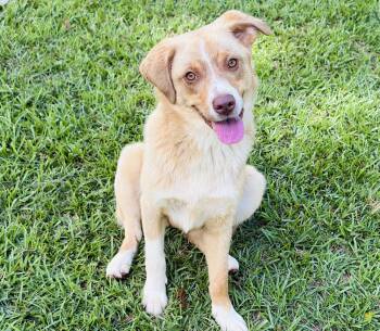 Gigi -  Australian Shepherd Dog for Adoption in Lucedale, Mississippi - Gigi | PetCurious