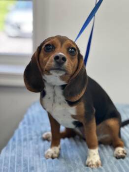 Beagle Dogs Available for Adoption - Pepa | PetCurious