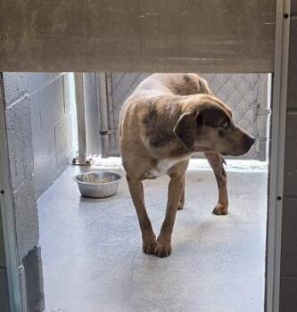 Catahoula Leopard Dog and Plott Hound Dogs Available for Adoption in Conway, South Carolina - Dixie | PetCurious