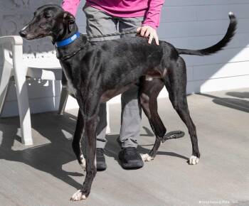 Ken -  Greyhound Dog for Adoption in Woodinville, Washington - Ken | PetCurious
