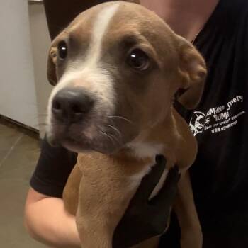 Meatball -  Pit Bull Terrier Dog for Adoption in Yuma, Arizona - Meatball | PetCurious