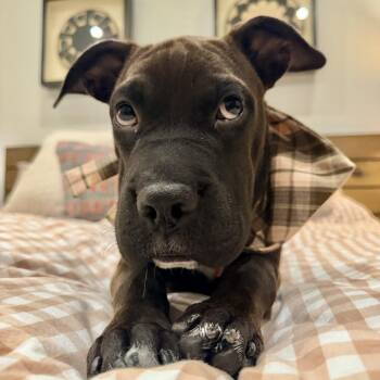Lettuce Cup -  Boxer and Shar Pei Dog for Adoption in Los Angeles, California - Lettuce Cup | PetCurious