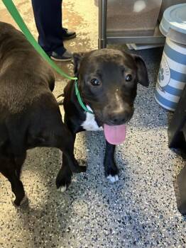 Pit Bull Terrier Dogs Available for Adoption in Mobile, Alabama - Adler | PetCurious