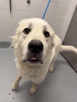 OSO -  Great Pyrenees Dog for Adoption in Indianapolis, Indiana - OSO | PetCurious