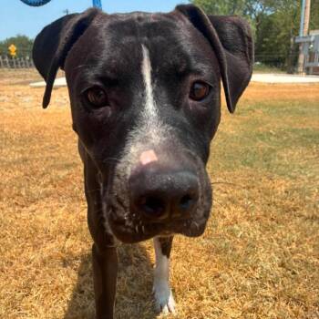 Orion aka Scooby JuM -  Pit Bull Terrier Dog for Adoption in Austin, Texas - Orion Aka Scooby JuM | PetCurious