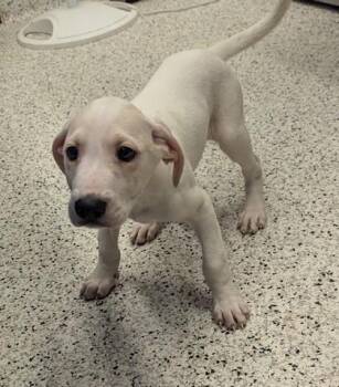 Garbanzo Bean - ADOPTED -  Mixed Breed Dog for Adoption in Atlanta, Georgia - Garbanzo Bean - ADOPTED | PetCurious