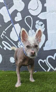 Rescue Chinese Crested Dog and Xoloitzcuintli Mexican Hairless Dogs for Adoption in New York, New York - Dim Sum Plum | PetCurious