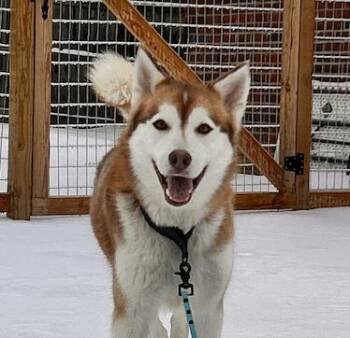 Mixed Breed Dogs Available for Adoption - Soraya | PetCurious