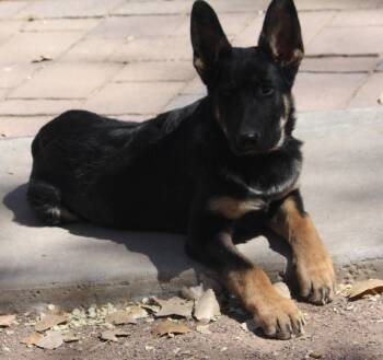 German Shepherd Dog Dogs Available for Adoption in Albuquerque, New Mexico - Ruckus | PetCurious