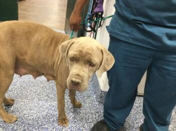 CLEOPATRA -  Mastiff Dog for Adoption in Thousand Palms, California - CLEOPATRA | PetCurious