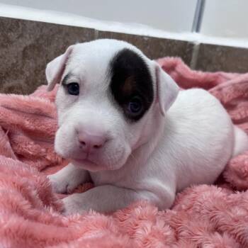 Wish Bear -  Boxer and Mixed Breed Dog for Adoption in Kanab, Utah - Wish Bear | PetCurious