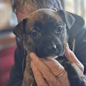 Shepherd and Mixed Breed Dogs Available for Adoption in Oakville, Washington - Grape Jelly | PetCurious