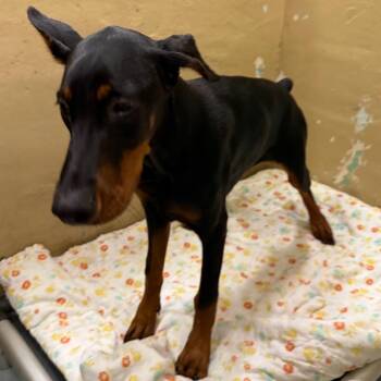 Laney -  Doberman Pinscher Dog for Adoption in Newark, New Jersey - Laney | PetCurious