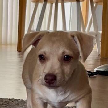Piper -  Chihuahua Dog for Adoption in Newport Beach, California - Piper | PetCurious