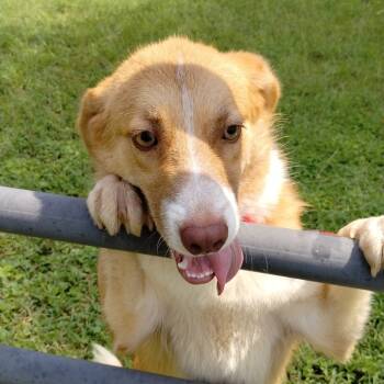 Rescue Great Pyrenees and Labrador Retriever Dogs for Adoption in Corsicana, Texas - Taylor P46415 | PetCurious