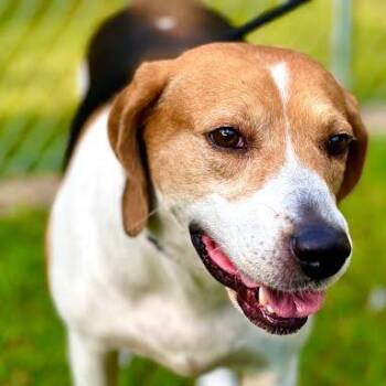 Sadie -  Treeing Walker Coonhound Dog for Adoption in Knoxville, Tennessee - Sadie | PetCurious