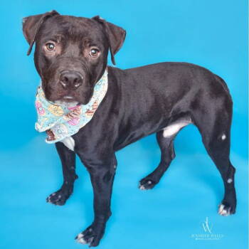 Rescue Mixed Breed Dogs for Adoption in Baltimore, Maryland - Baxter | PetCurious