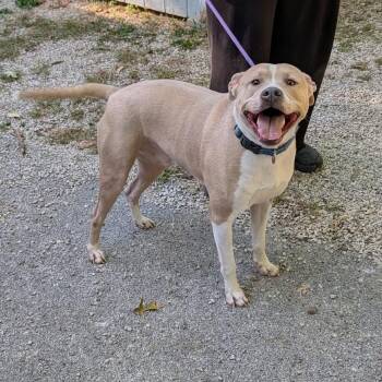 Preston -  Mixed Breed Dog for Adoption in Walker, Michigan - Preston | PetCurious