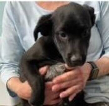 Rescue Labrador Retriever and Mixed Breed Dogs for Adoption in Kansas City, Missouri - Ivan | PetCurious