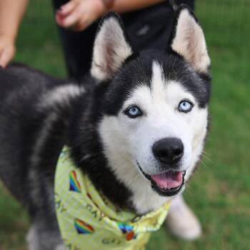 A811553 -  Husky Dog for Adoption in San Antonio, Texas - A811553 | PetCurious