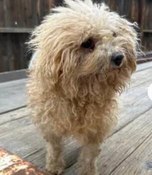 Poodle and Mixed Breed Dogs Available for Adoption - A046718 | PetCurious