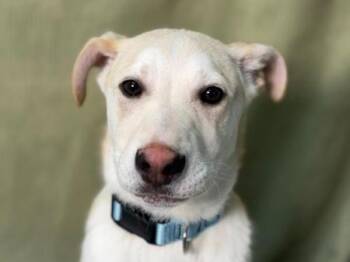 Shepherd and Siberian Husky Dogs Available for Adoption in Portland, Oregon - Rex | PetCurious