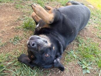 Koda -  Mixed Breed Dog for Adoption in Gallatin, Tennessee - Koda | PetCurious