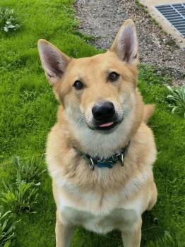 Rescue Husky Dogs for Adoption in Weaverville, California - Wolfie | PetCurious